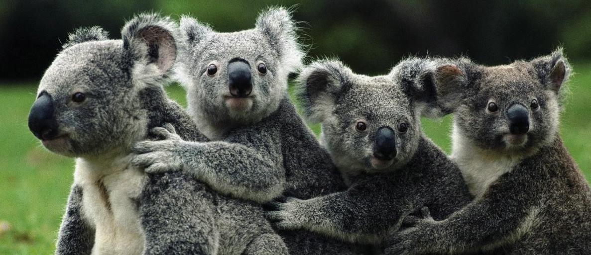 Dayanışma Postası banner