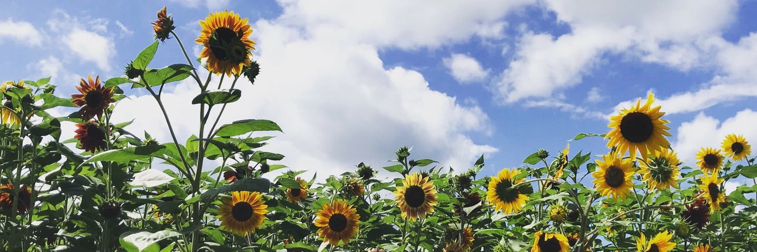 Stephanie Rhodes banner