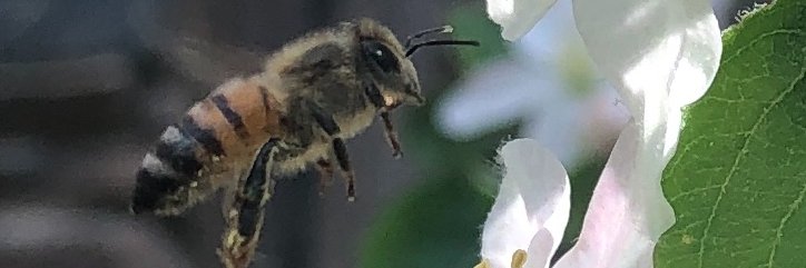 Roberta Piazza banner