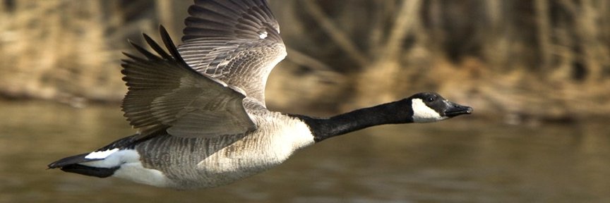 IDDPNQL - FNQLSDI banner