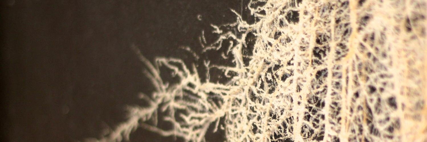 plant_image's profile banner image
