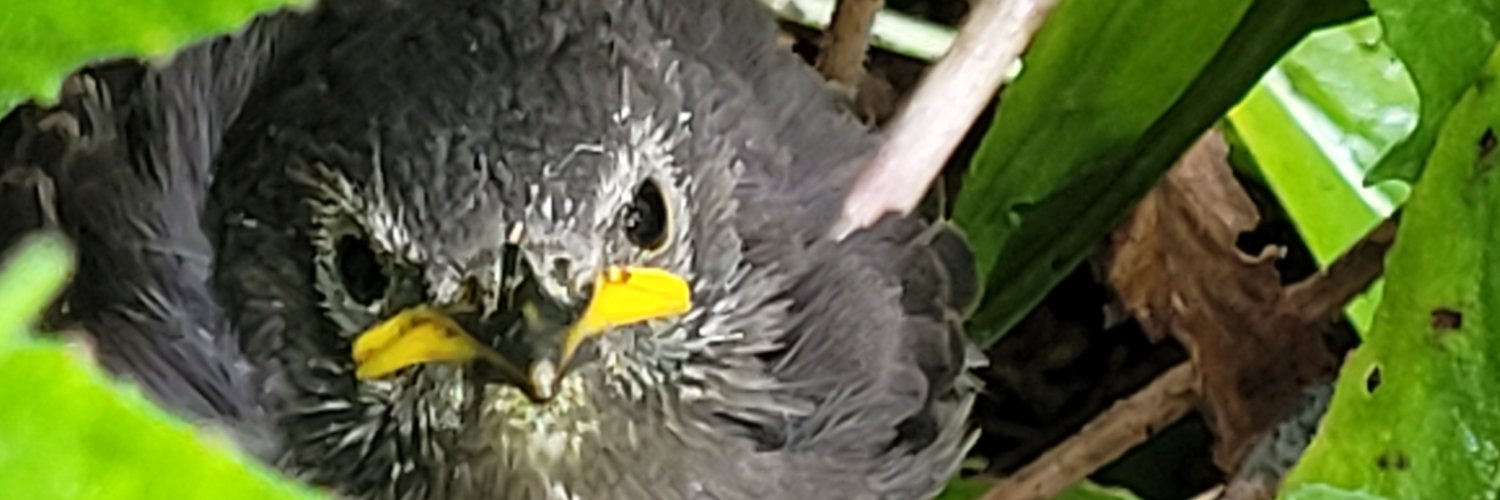 manupenny's profile banner image
