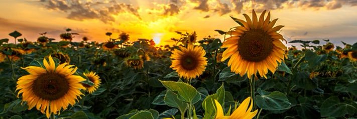 Simphiwe Voughen Minnaar banner