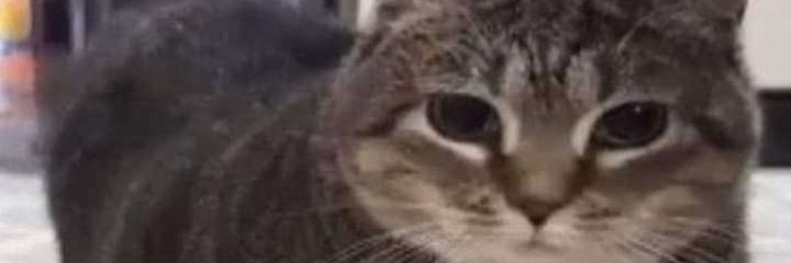 Antly banner