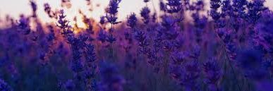 lavander banner