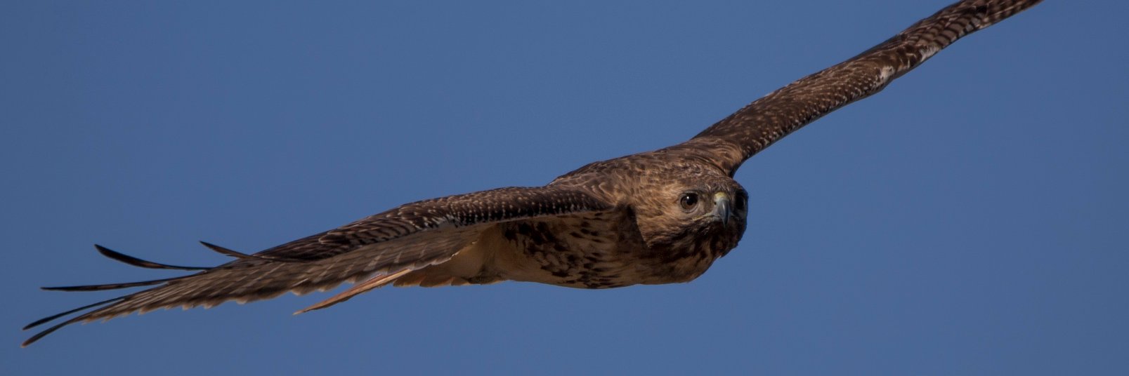 Richie Rathsack banner