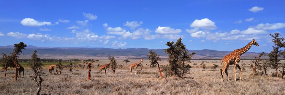 Afrowave's profile banner image