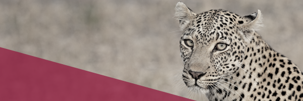 GCIwealth's profile banner image