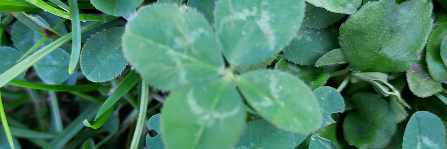 VeraP1005's profile banner image