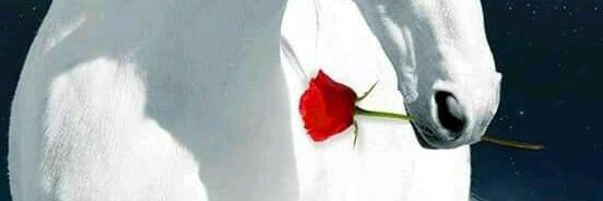 د.نـواهل's banner