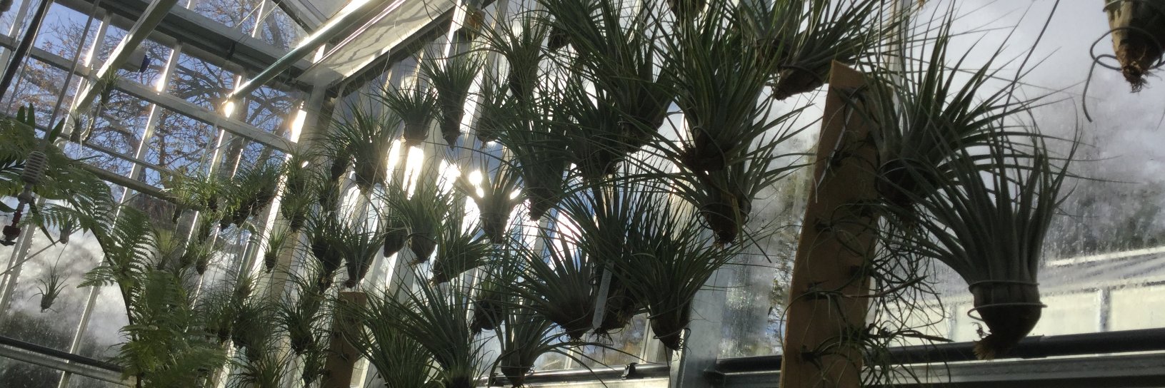 UCD Rosemount banner