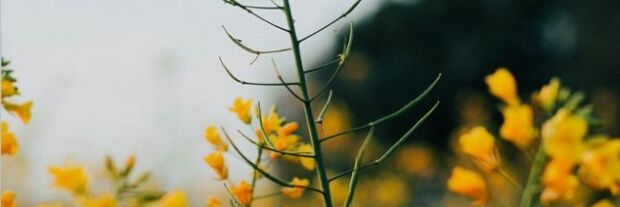 hannput's profile banner image