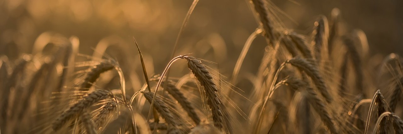 Freaky Ratbuster banner