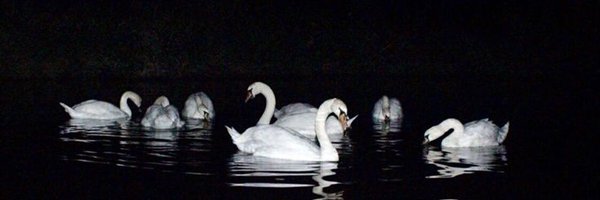 H00NICEU Profile Banner