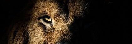 Wellisson_96's profile banner image