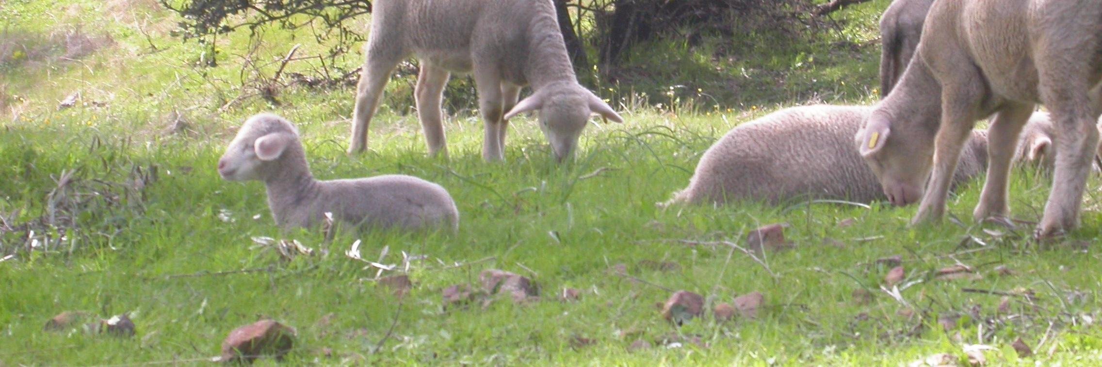 Ganadería Ecológica banner