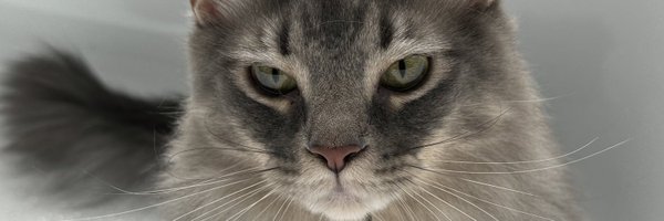 Zepocss Profile Banner