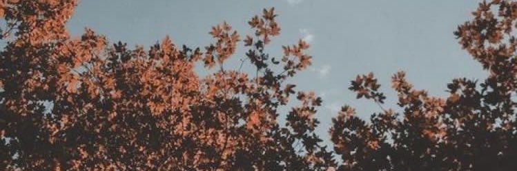 daiffernandez's profile banner image