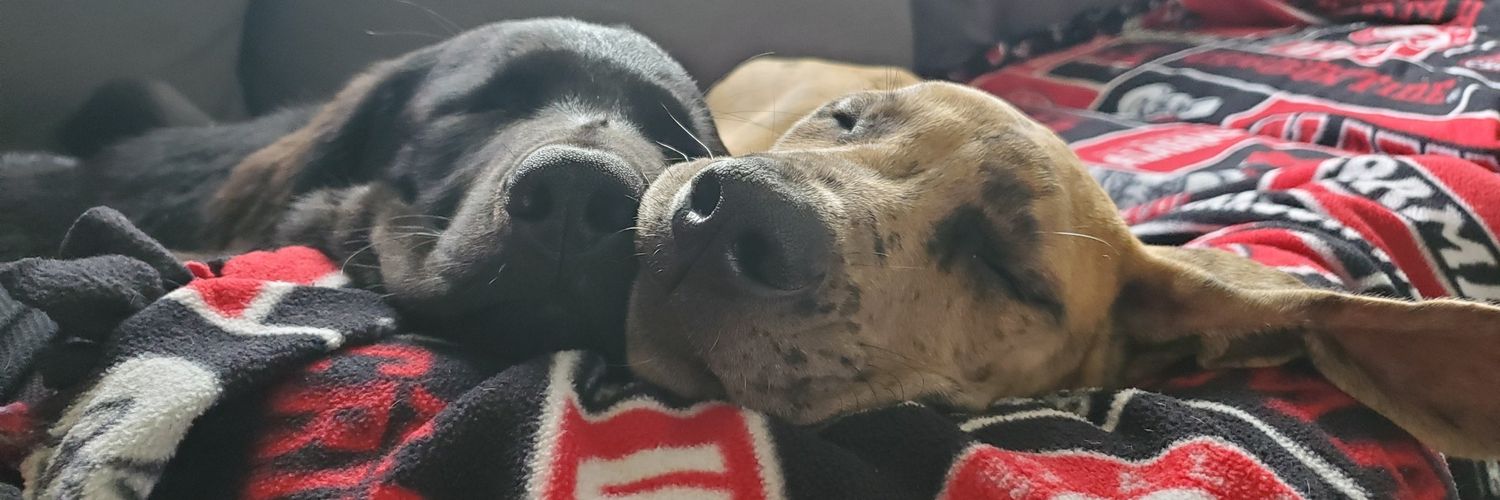 Elizabeth Schell banner