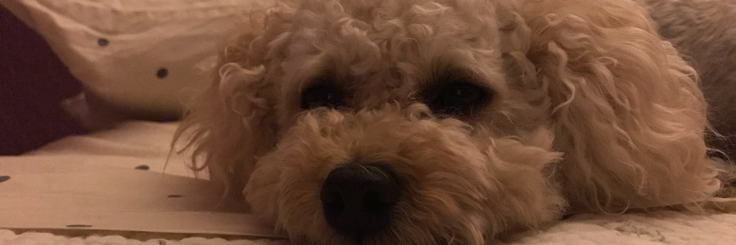 tinypudu's profile banner image