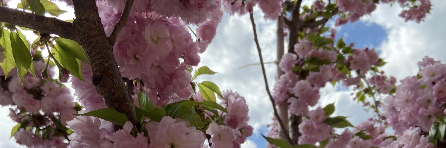 Adrienne ミ☆ banner