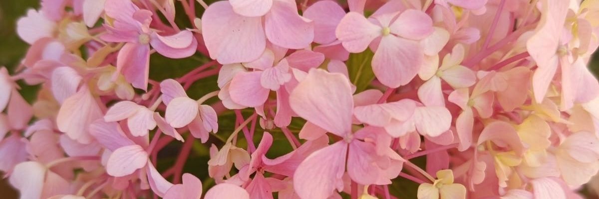 E~L~I~S~A🦋🌺 banner