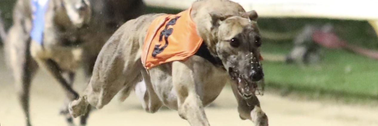 westcountry greyhound kennels banner