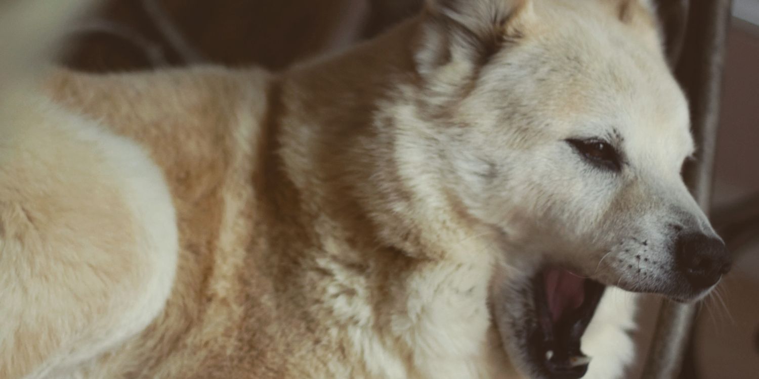 Amzn_Azn's profile banner image