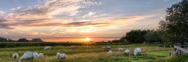 Het blatende schaap banner
