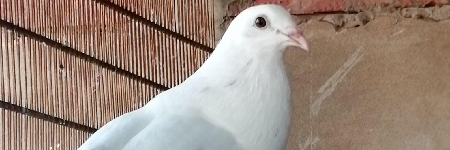 CleverPigeons's profile banner image