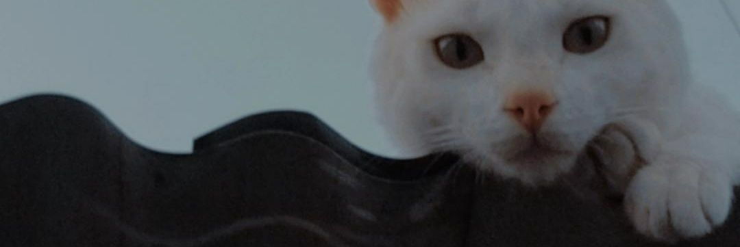 siioomaa's profile banner image