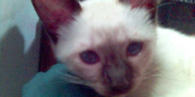 peppinna's profile banner image