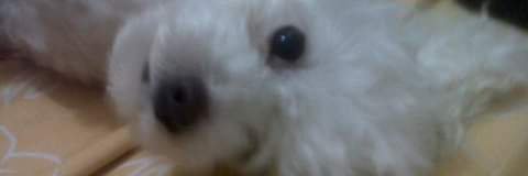 Inés Contreras Uribe banner