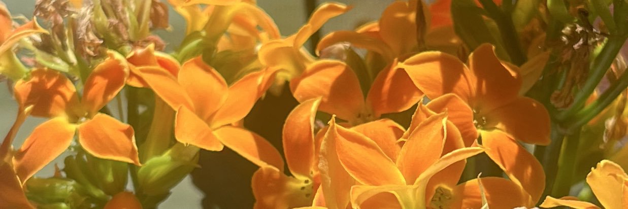 piscesres's profile banner image