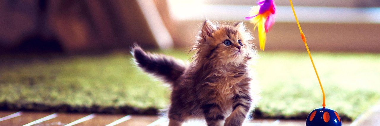 Luv Kittens Daily banner