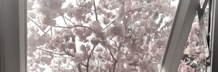 บ้อกแบ้ก 👮🏼 ✮⋆˙ banner