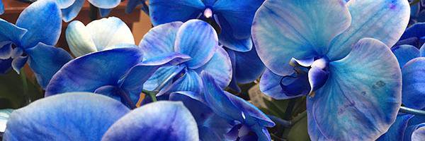 aleyba_curls31's profile banner image