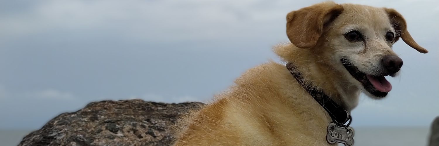 melidiaz0's profile banner image