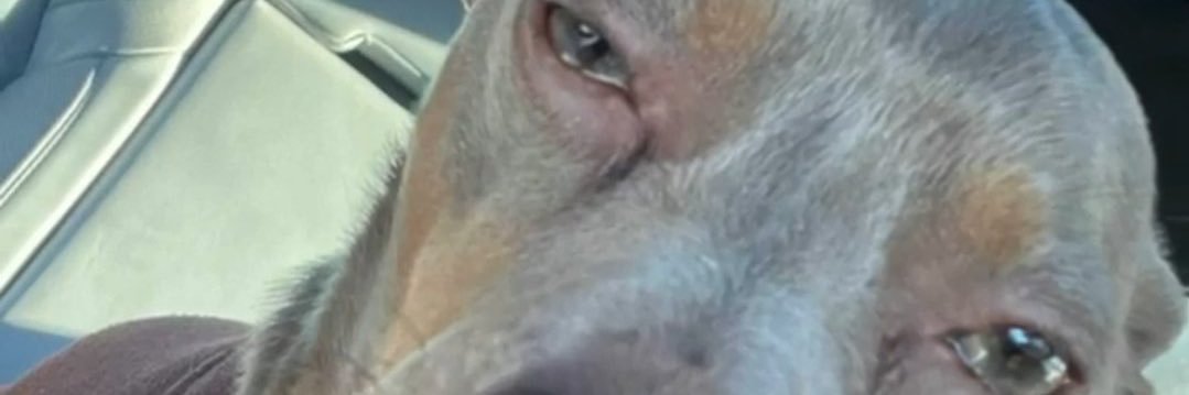 sneen slamper 🔧🐒 banner