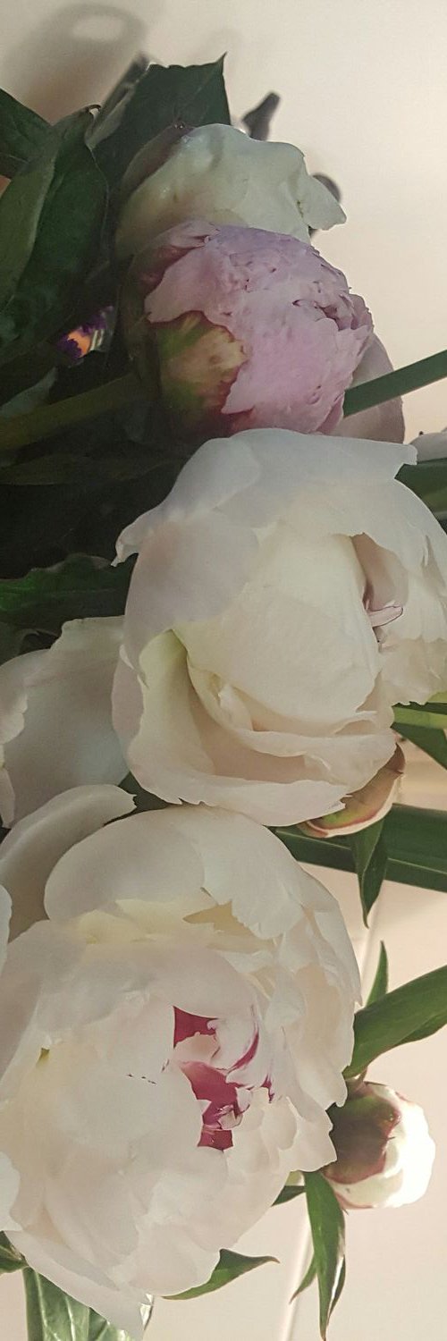 Nicole Rainone banner