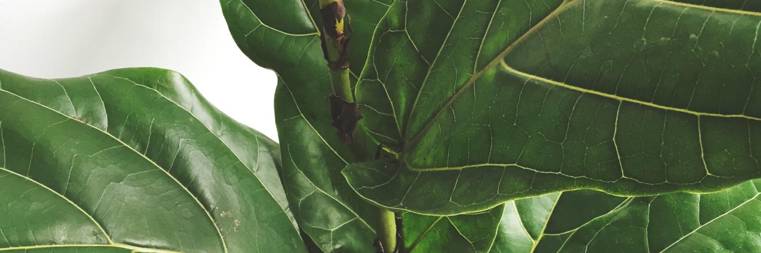 ateqah's profile banner image