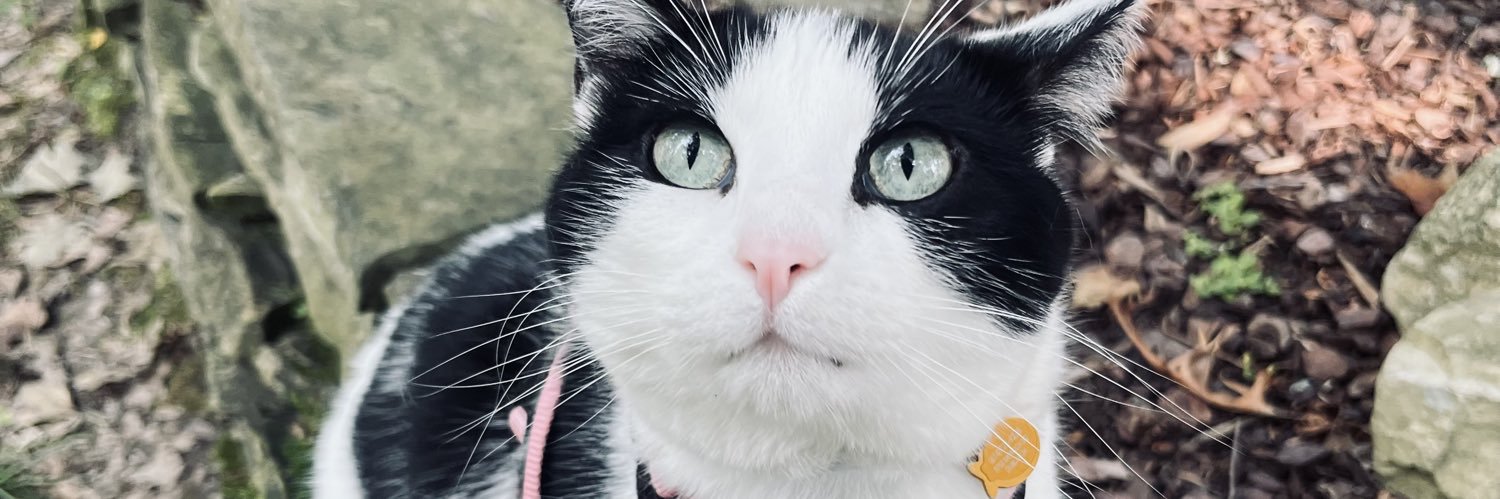 ♡Gingerale♡ banner