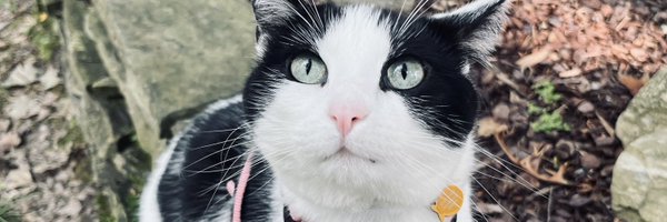 _gingeralee Profile Banner