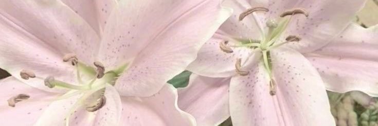 🎀 banner