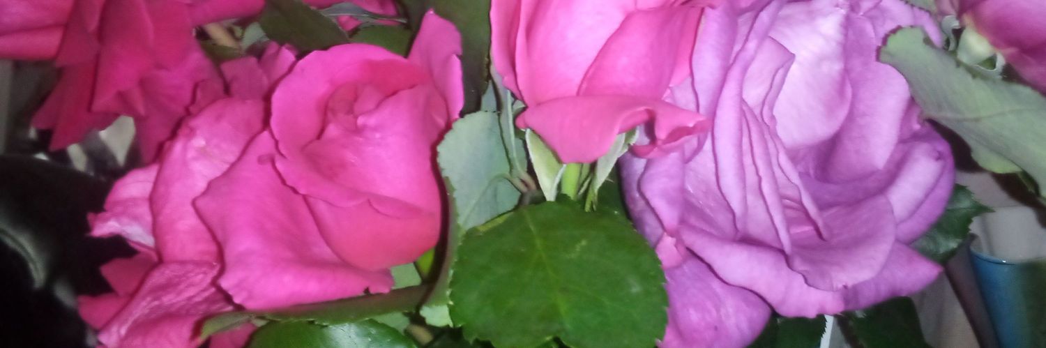 labocauteuse's profile banner image