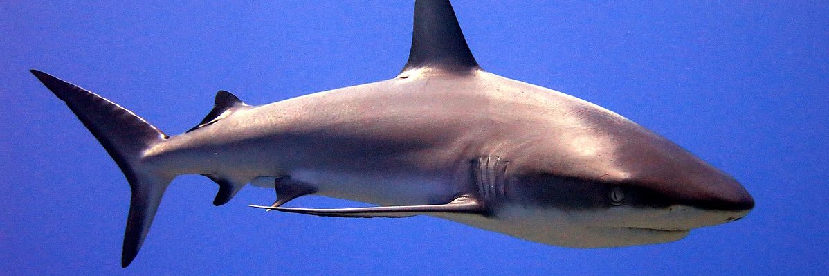 SharksATP (Ricky G) banner