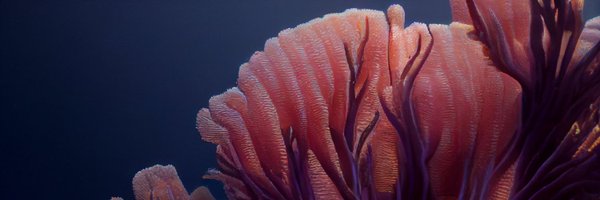 dennyshess Profile Banner