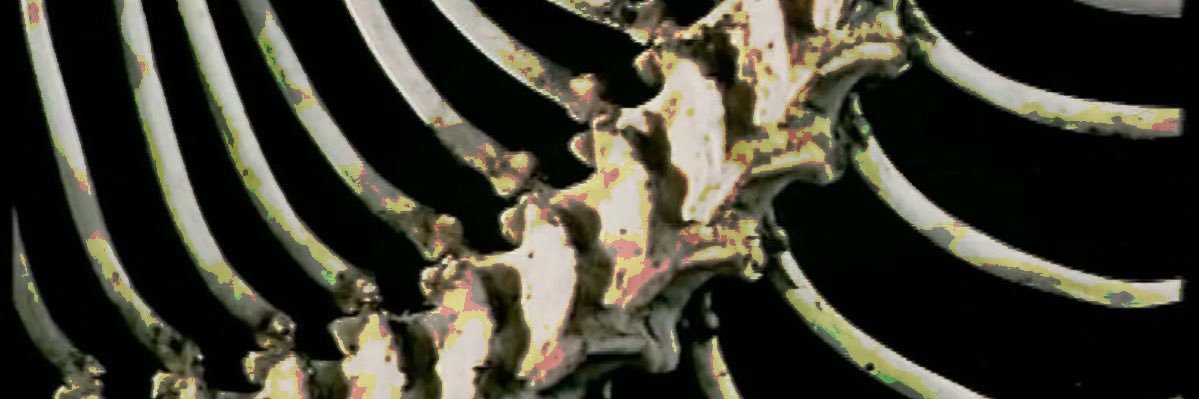 scott ⋆₊ ♱'s banner