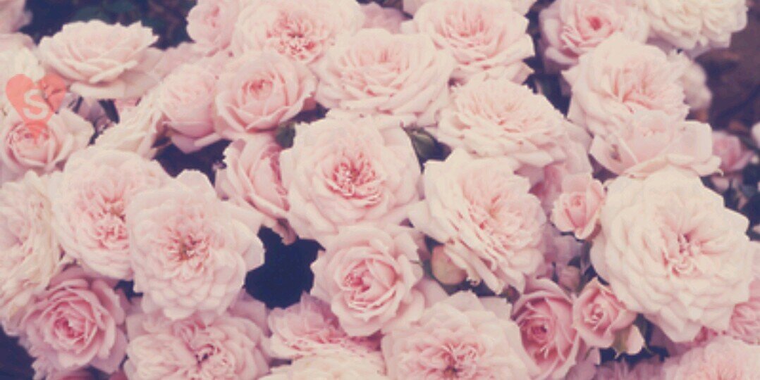 lindadhp's profile banner image