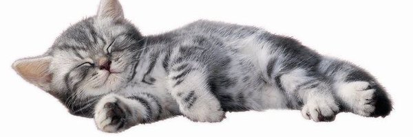 szkpjm Profile Banner